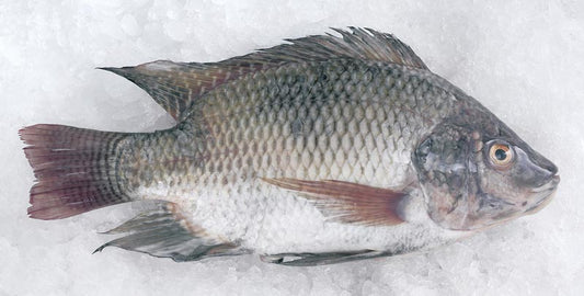 Frozen Tilapia (per kilo)